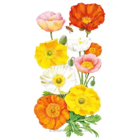 Nudicaule Blend Iceland Poppy Seeds